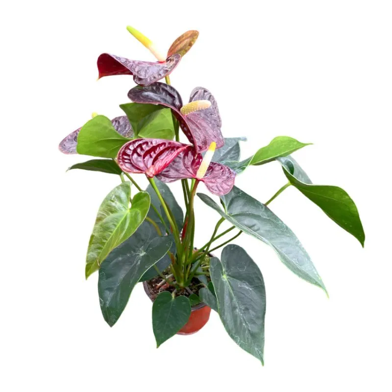 Anturio | Anthurium Andreanum