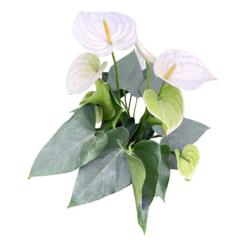 Anturio | Anthurium Andreanum