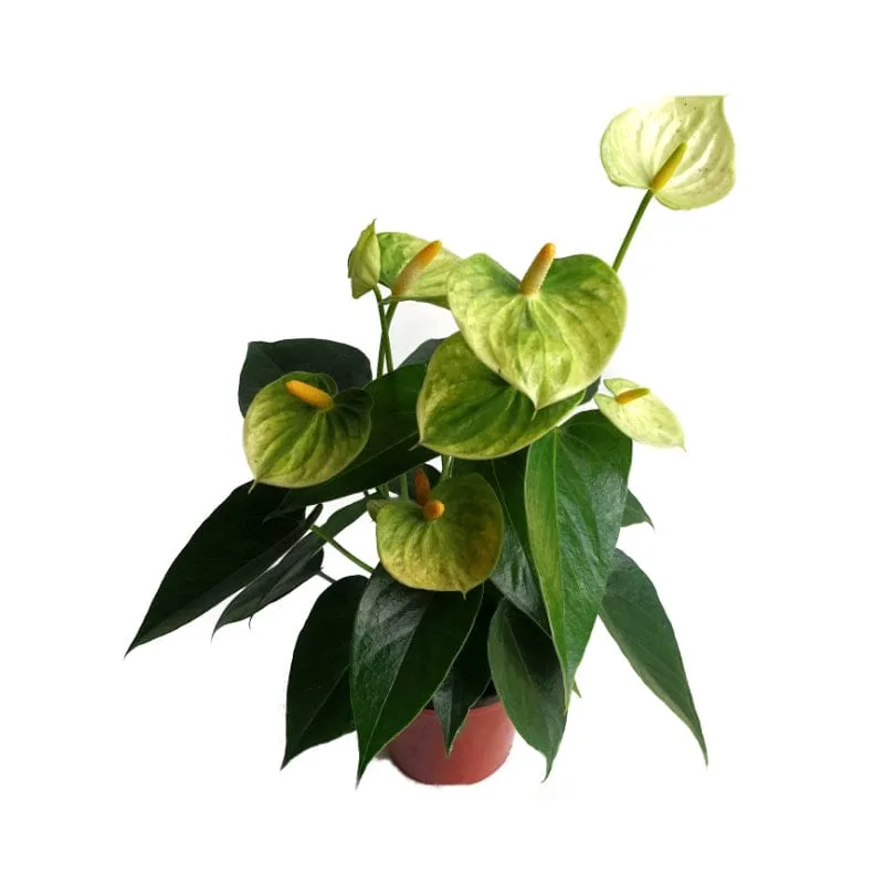 Anturio | Anthurium Andreanum