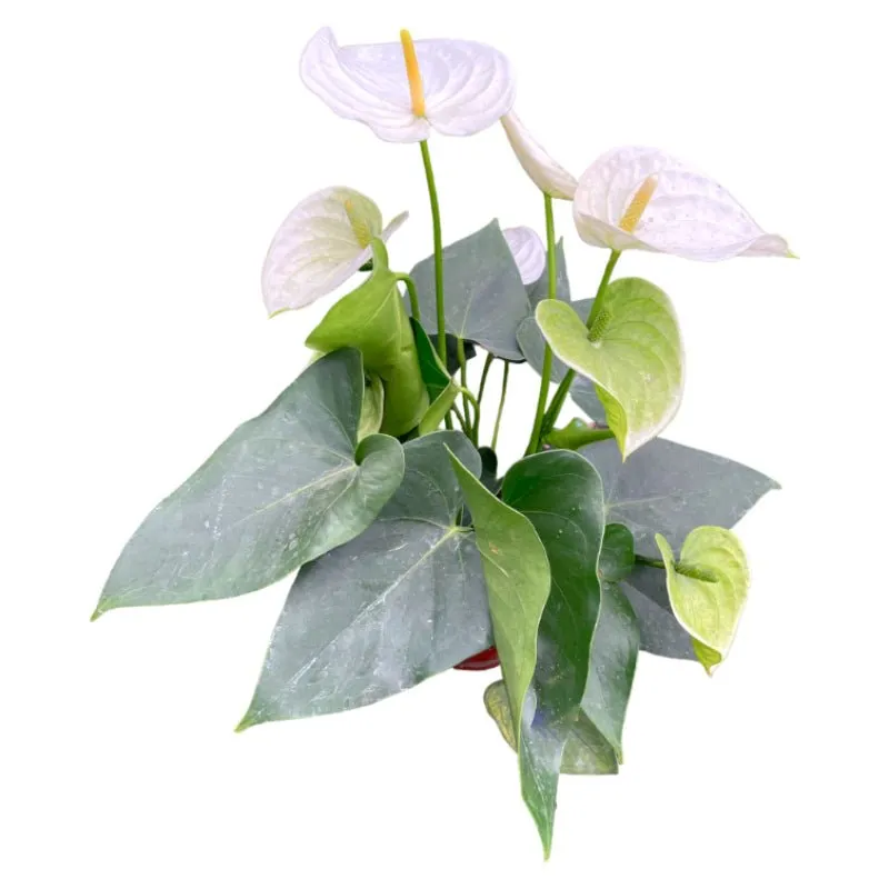 Anturio | Anthurium Andreanum