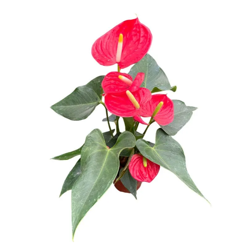 Anturio | Anthurium Andreanum