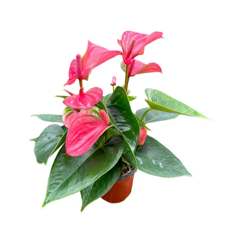 Anturio | Anthurium Andreanum