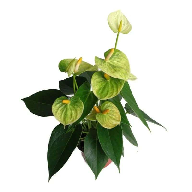Anturio | Anthurium Andreanum