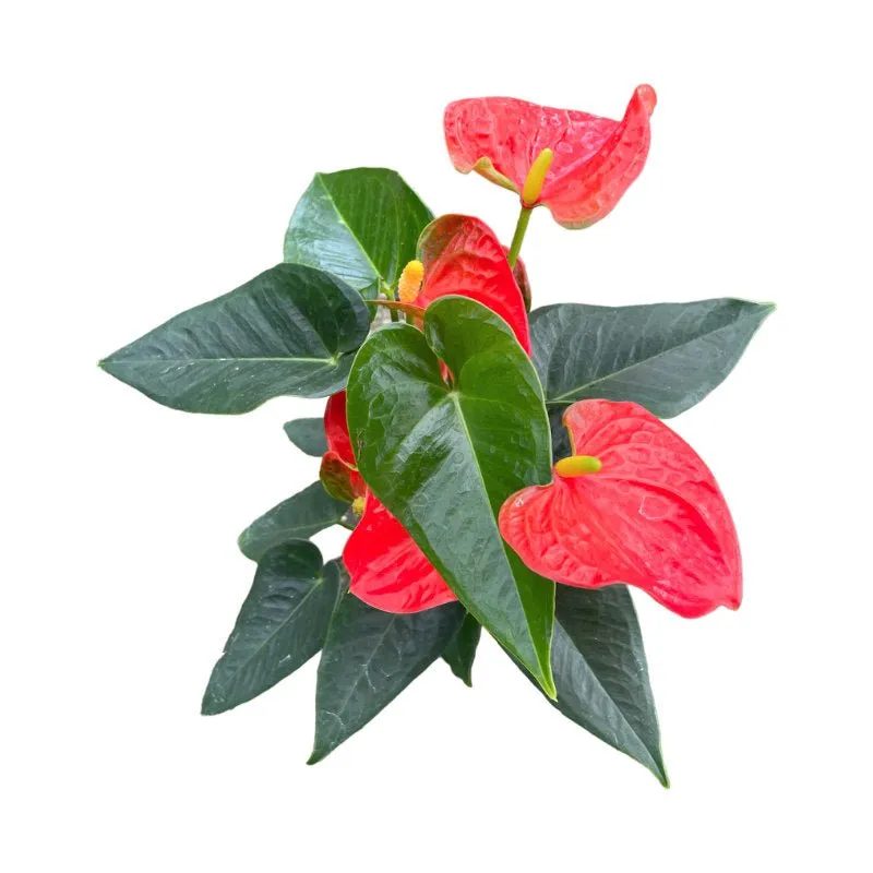 Anturio | Anthurium Andreanum