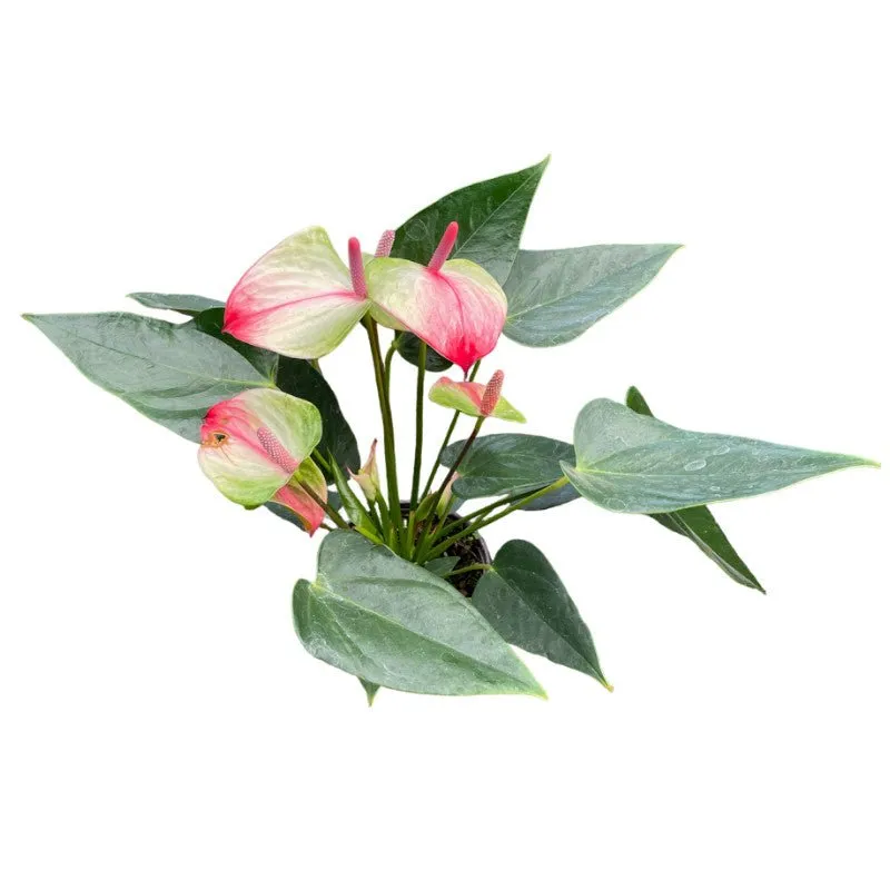 Anturio | Anthurium Andreanum