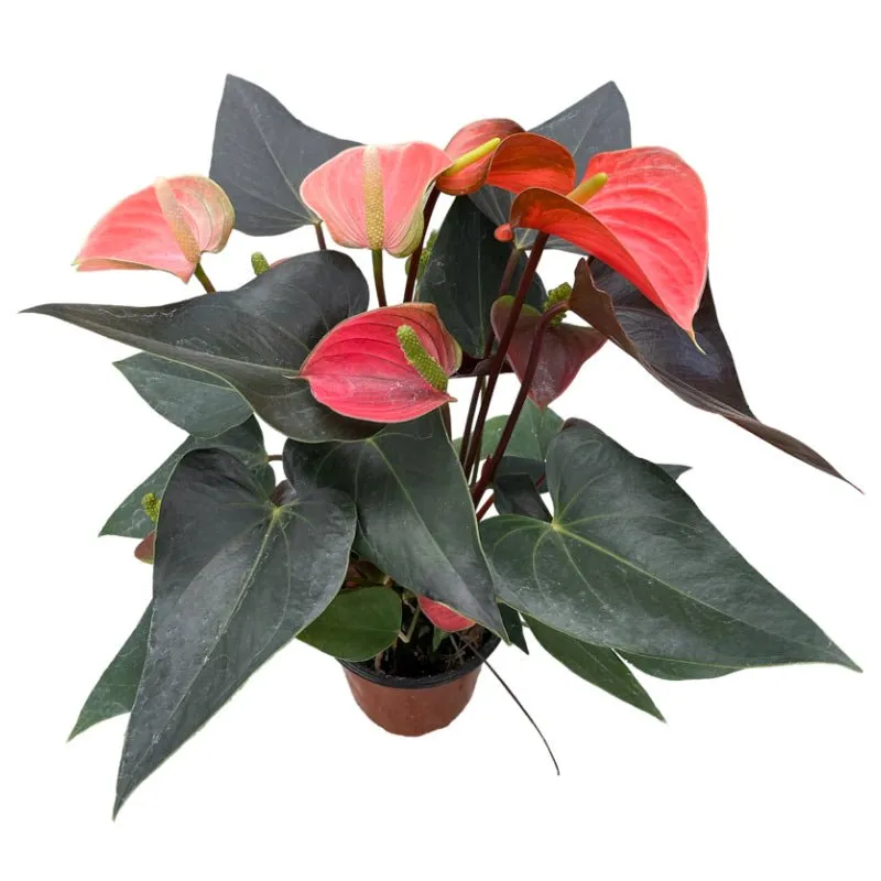 Anturio | Anthurium Andreanum
