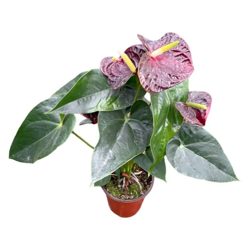 Anturio | Anthurium Andreanum
