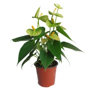Anturio | Anthurium Andreanum