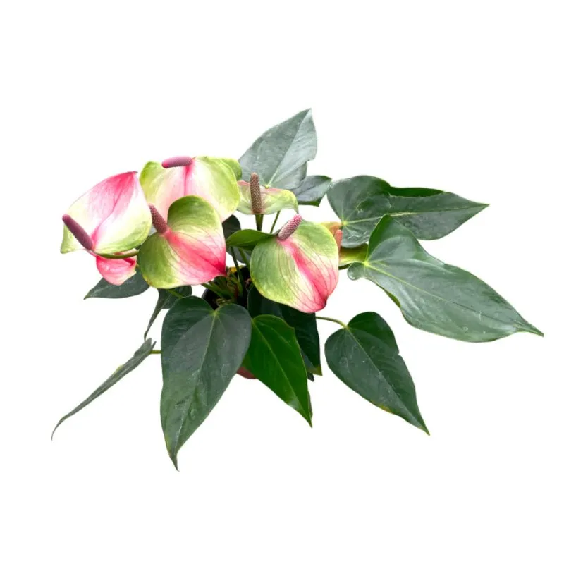 Anturio | Anthurium Andreanum